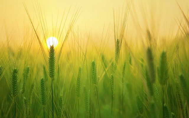 Bazén na zahradě 2026: Kompletní průvodce výběrem a údržbou