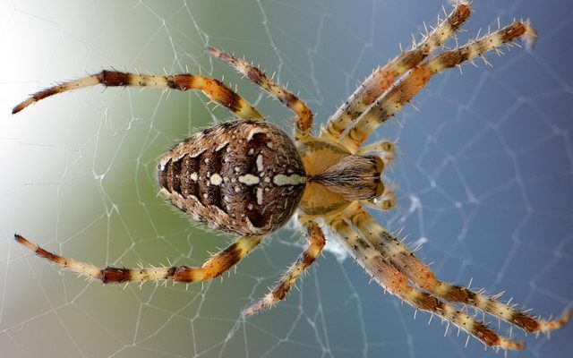 Spider-Noir 2026: Vše o seriálu s Nicolasem Cagem – datum, obsazení a recenze