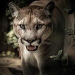 Puma vs. Nike 2026: Která značka nabízí lepší kvalitu a cenu?