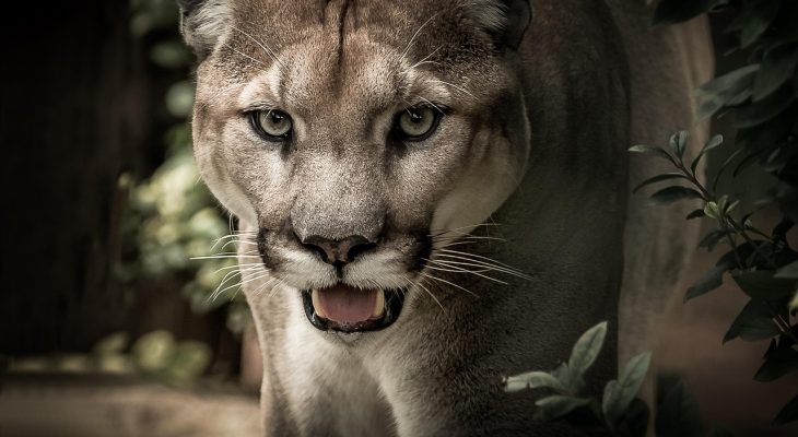 Puma vs. Nike 2026: Která značka nabízí lepší kvalitu a cenu?
