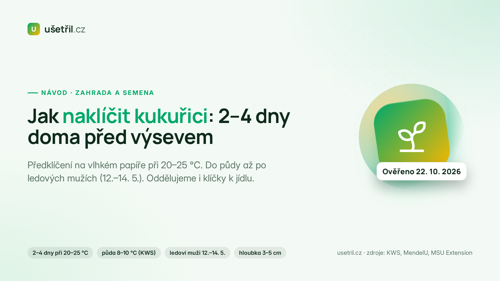 Jak naklíčit kukuřici: předklíčení na papíře při 20–25 °C před výsevem na záhon